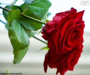 Puzle A linda rosa como um presente para a mamãe