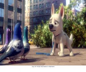 Puzle Bolt, em Nova York fala com pombos do parque