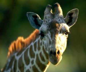 Puzle cabeça de girafa