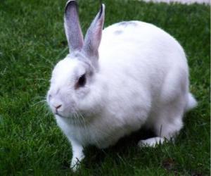 Puzle Coelho branco