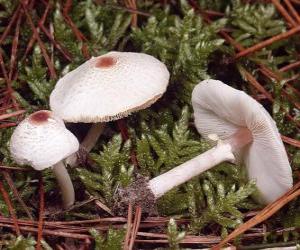 Puzle cogumelos de pé comprido