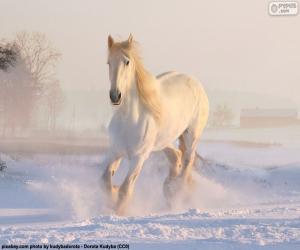 Puzle Corridas de cavalos na neve