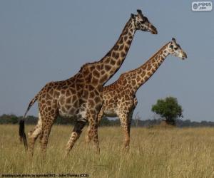 Puzle Dois girafas