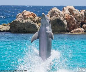 Puzle Dolphin fazendo um truque