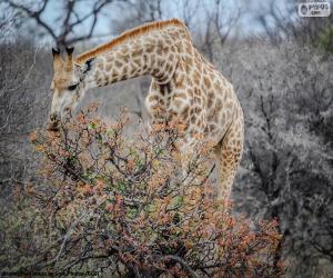 Puzle girafa comendo folhas de um arbusto