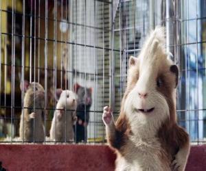 Puzle Hurley, uma cobaia glutão da loja de animais que se junta à equipe de agentes G-Forc