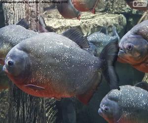 Puzle Piranha