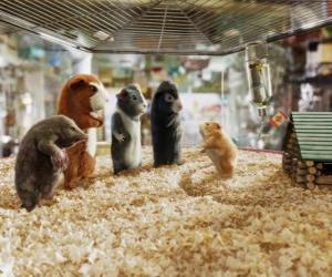 Puzle Quatro membros da equipe G-Force: Agentes Juarez, Blaster, Darwin e Speckles na loja de animais