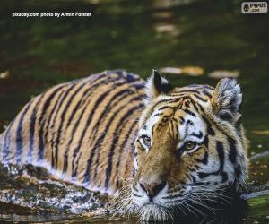 Puzle Tiger em água