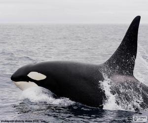 Puzle Uma orca, também conhecida como baleia assassina