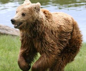 Puzle Urso