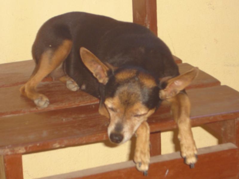cachorrodormindo puzzle