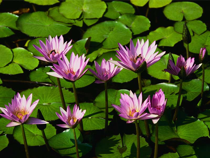 essas flores  puzzle