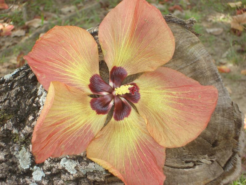 flor no tronco puzzle