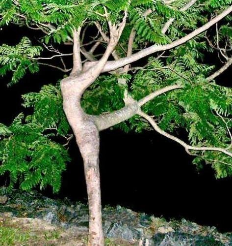 Árvore Bailarina puzzle