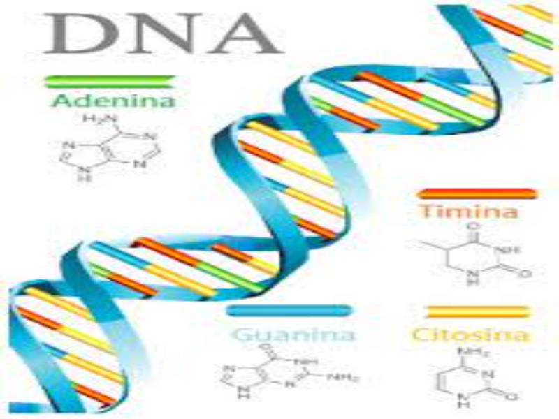MONTANDO DNA puzzle