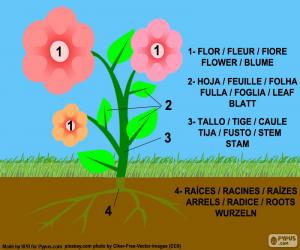 AS PARTES DAS PLANTAS - puzzle online