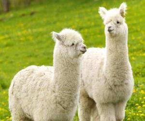 Puzle A alpaca é uma espécie doméstica