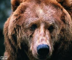 Puzle A cabeça de um urso grande