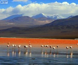 Puzle A Laguna Colorada, Bolívia