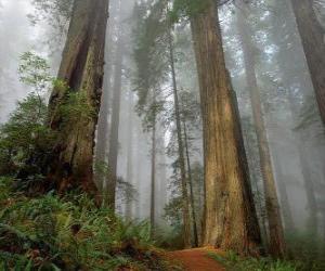 Puzle A Sequoia-gigante