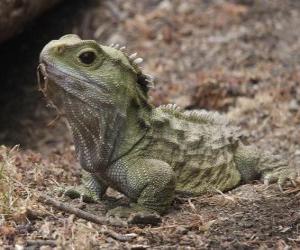 Puzle A tuatara é um réptil endémico da Nova Zelândia que vive apenas em algumas ilhas ao largo deste país