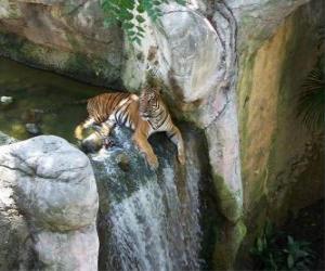 Puzle Adulto tigre descansando em um riacho