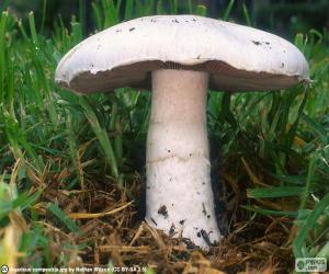 Puzle Agaricus campestris