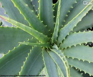 Puzle Aloe vera