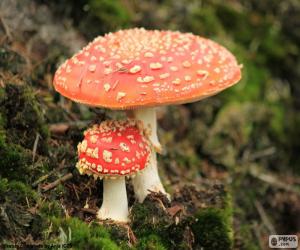 Puzle Amanita muscaria