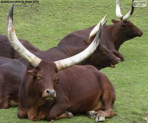 Puzle Ankole-Watusi