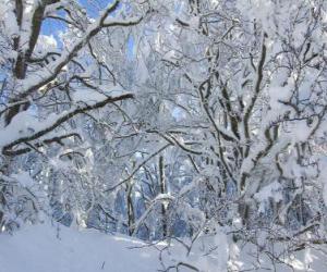 Puzle Após a queda de neve