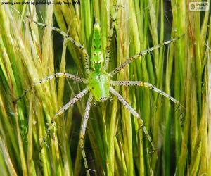 Puzle Aranha lince verde