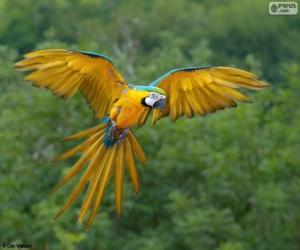 Puzle Arara-canindé, arara-de-barriga-amarela, arari , arara-amarela, arara-azul-e-amarela, araraí e canindé