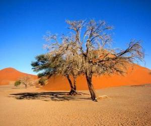 Puzle Árvores no deserto