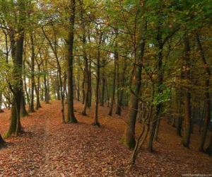 Puzle As árvores de uma floresta