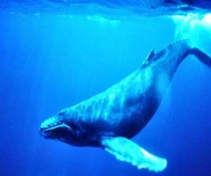 Puzle Baleia azui, a baleia azul é o maior animal que jamais existiu na Terra
