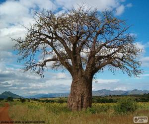 Puzle Baobá Africano