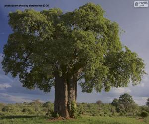 Puzle Baobá