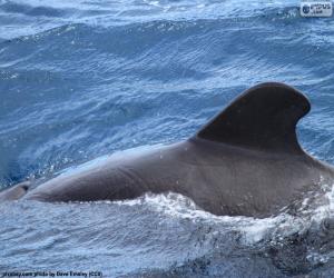 Puzle Barbatana dorsal baleia
