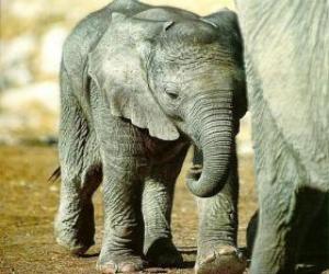 Puzle Bebê elefante com sua mãe