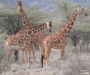 Puzle Belas girafas