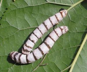 Puzle bicho-da-seda obtidos a partir de casulos de seda