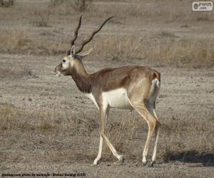 Puzle Blackbuck