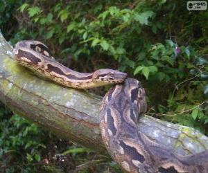 Puzle Boa de Madagascar