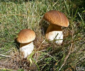 Puzle Boletus edulis