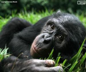 Puzle Bonobo ou chimpanzé pigmeu