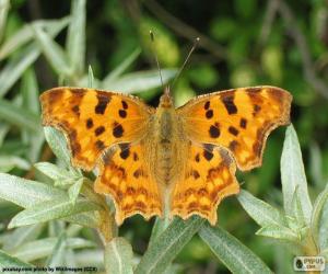 Puzle Borboleta asas aberta