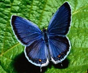 Puzle borboleta azul com asas aberta