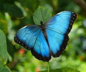 Puzle Borboleta azul